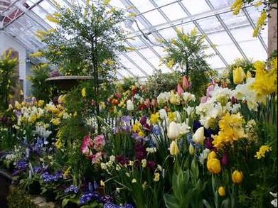 Noggle's Greenhouses Gift Certificate #2