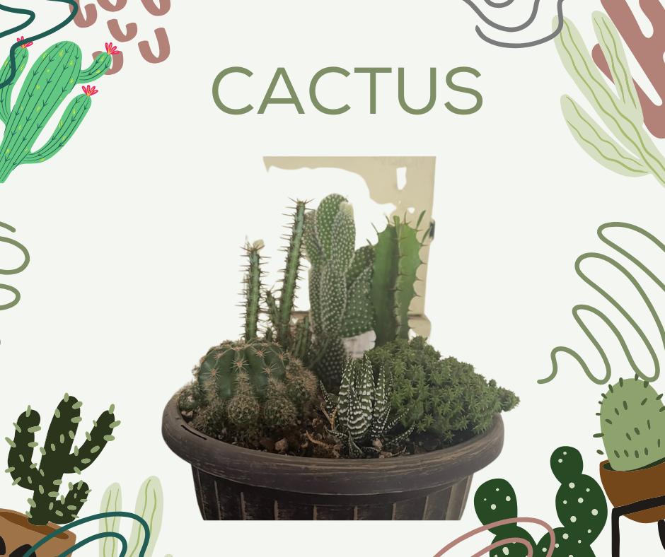 Prickly, but Perfect – Potted Cactus