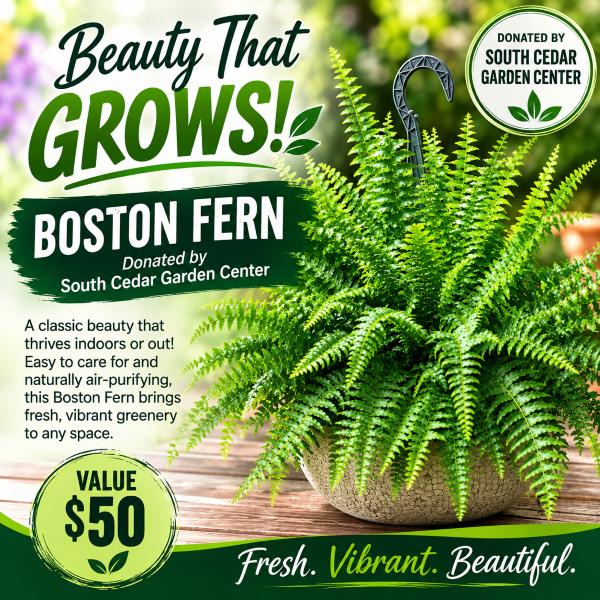 Bring Home a Lush Boston Fern!
