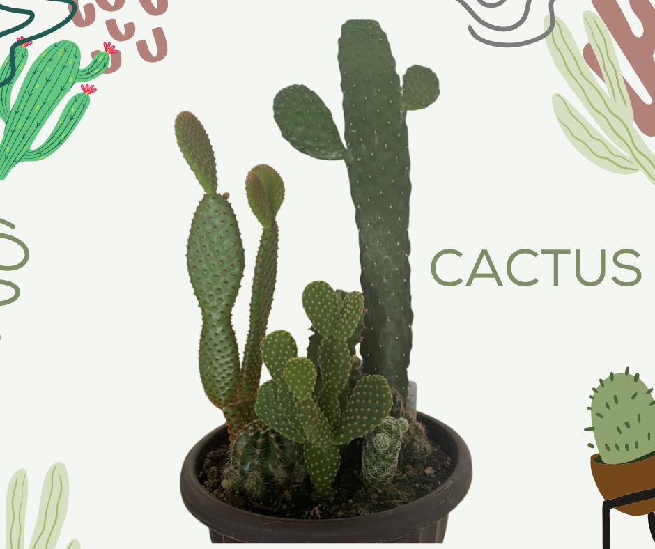 Desert Beauty in a Pot