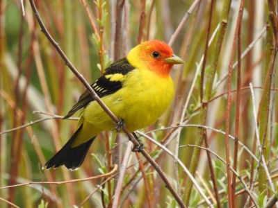 Birding and Wildflower Excursion