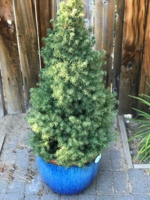 Dwarf Alberta Spruce and Ceramic Planter Pot