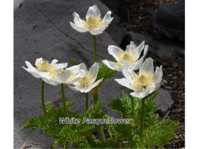 Birding and Wildflower Excursion