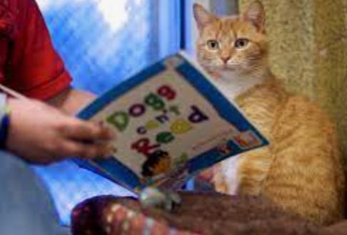 FWF: Kiddies 2 Kitties (SVACA) - Wed, Nov. 5 - 15 Sp...