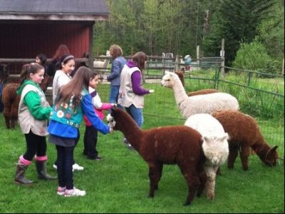 Alpaca Farm Tour and Activities