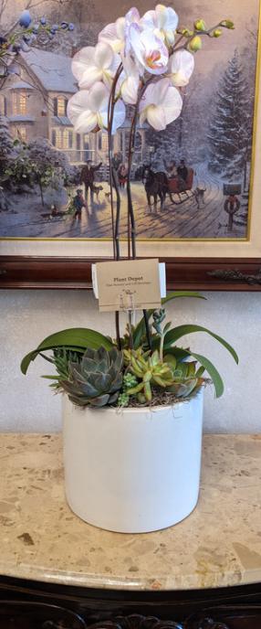 Potted Orchid with Succulents + $100 Plant Depot Gif...