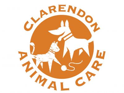 Clarendon Animal Care - physical exam