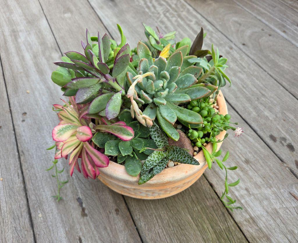 Stunning 10'' Succulent Garden