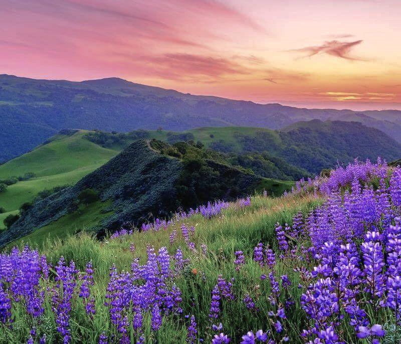 Wildflower Hike and Picnic in the Sunol Wilderness