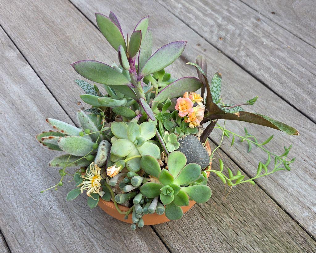 Adorable 6'' Succulent Garden