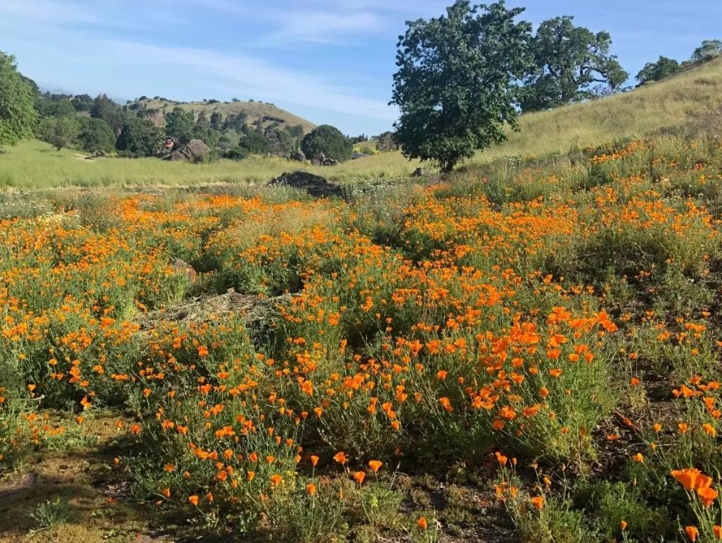 Wildflower Hike at Beautiful Shell Ridge