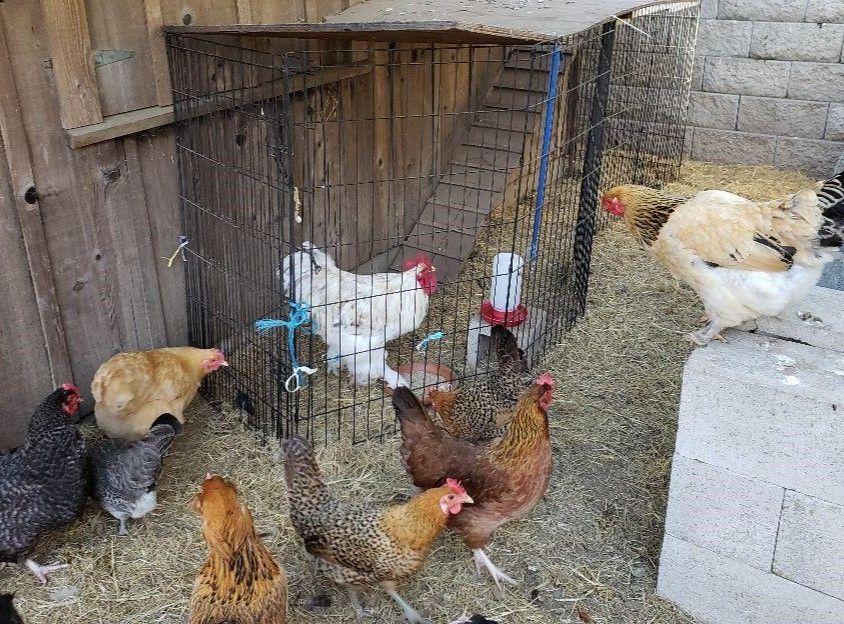 Backyard Chicken Tour for All Ages