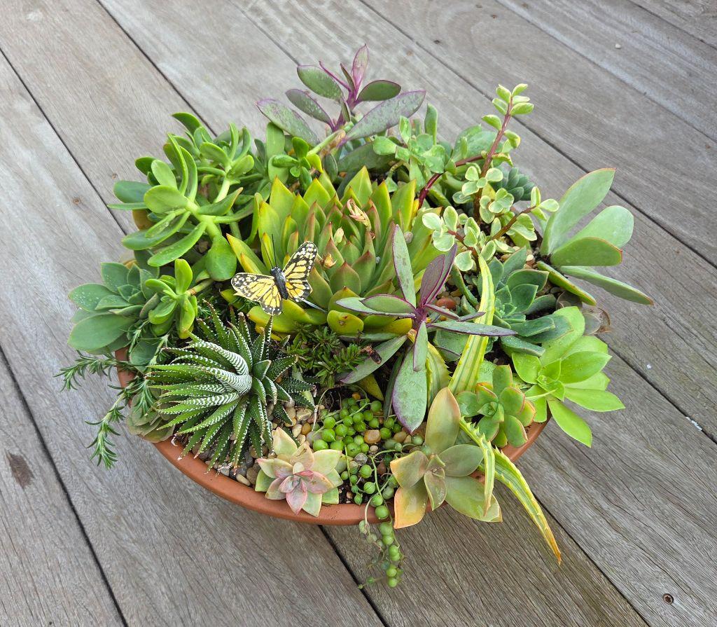 Gorgeous 12'' Succulent Garden