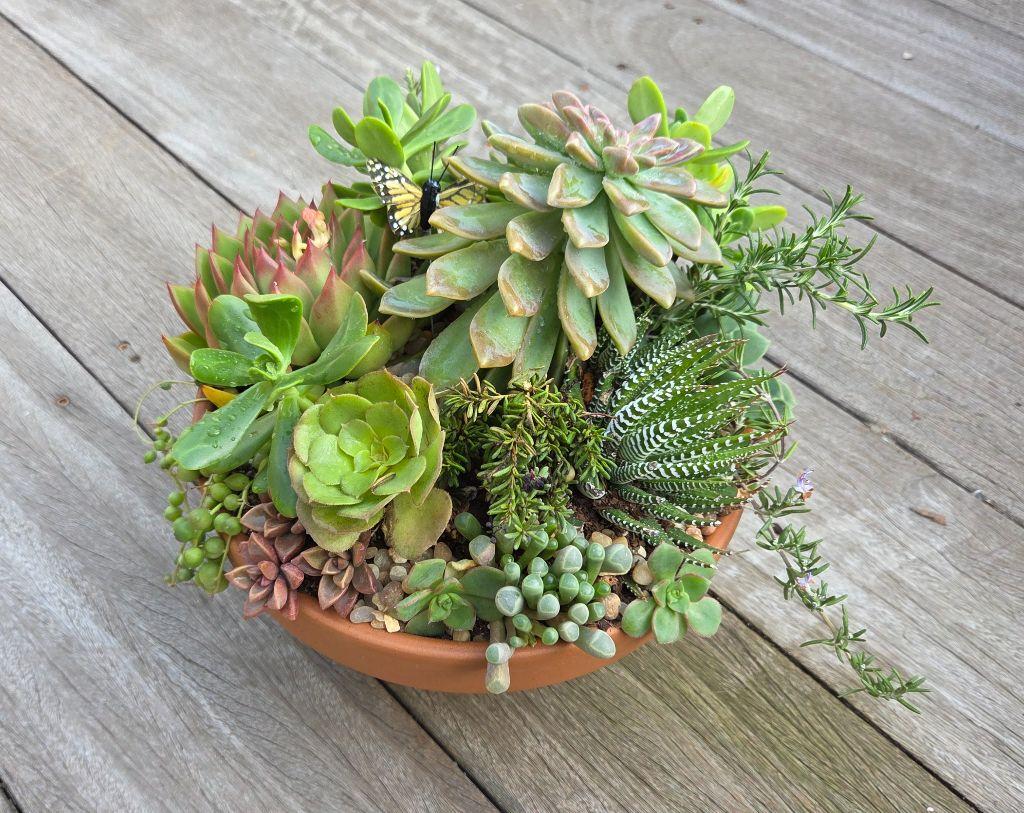 Lush 9'' Succulent Garden