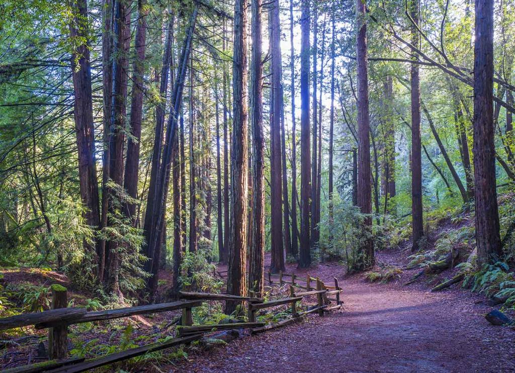 Weekday Hike in Redwood Park Plus Treats!