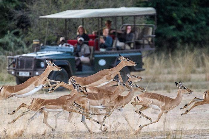 Footprints Africa & The Bushcamp Company present a luxury 8-night safari package for 2 to Zambia