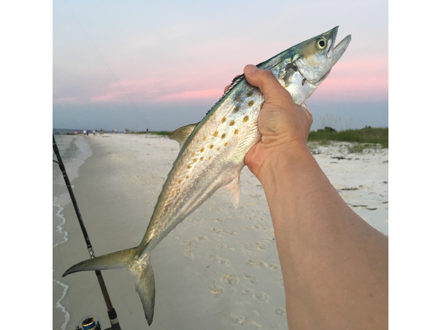 Northern Neck Mackerel Fishing Trip Experience