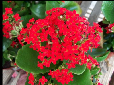 Eight Kalanchoe Plants