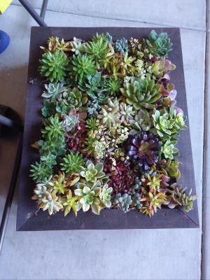 Succulent Box