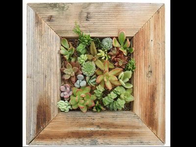 Succulent Living Wall Planter