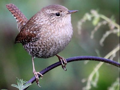 Wren Bird House