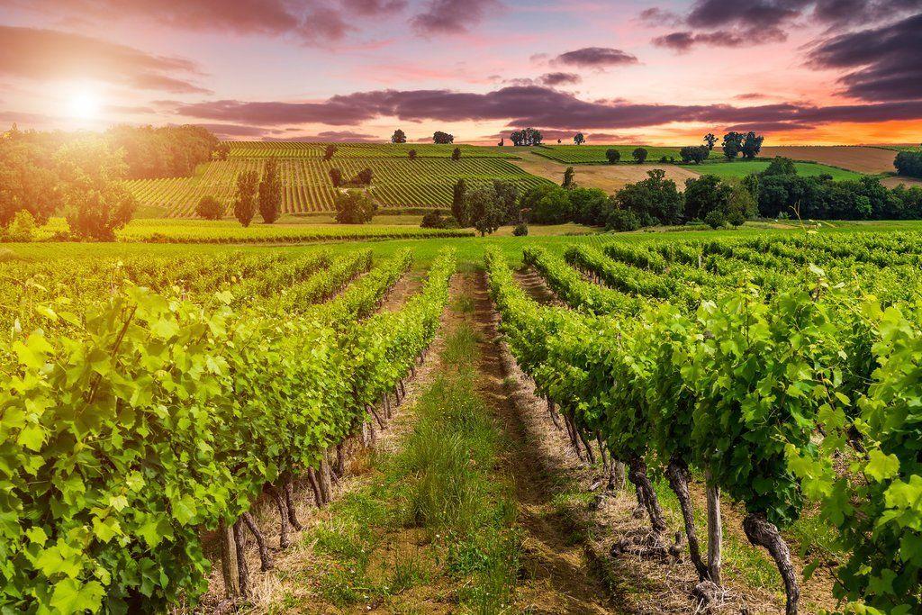 WINE BUNDLE - TASTE OF EUROPE