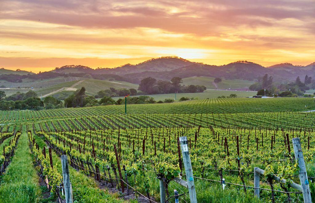WINE BUNDLE - NAPA & SONOMA
